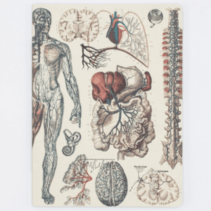 A drawing of human anatomy and organs on paper.