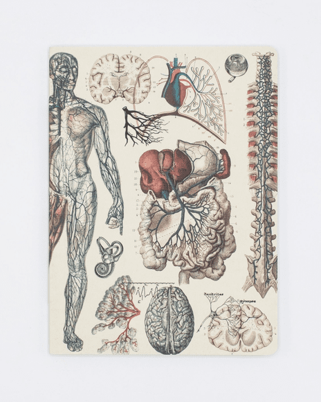 A drawing of human anatomy and organs on paper.