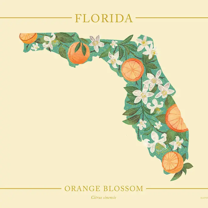 Florida state outline with orange blossoms.